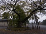 20131125cx京都御苑 034.jpg