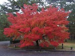 20131125cx京都御苑 061.jpg