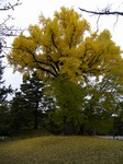 20131125京都御苑 024.jpg